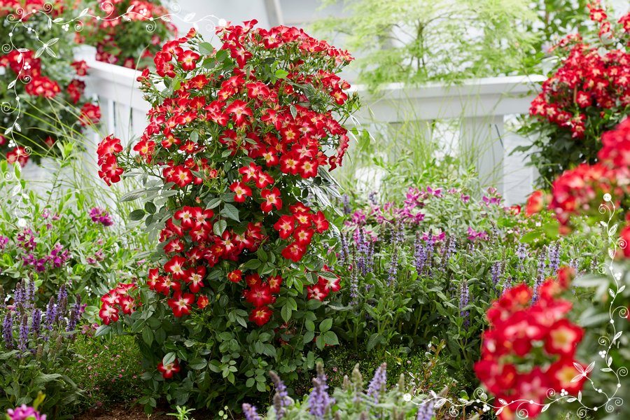 Everglow Ruby róża miniaturowa